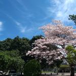 [13.048] Título: Ypê da saúde | Autor: Tiago Bini | Local: Entre CCS e Banco do Brasil