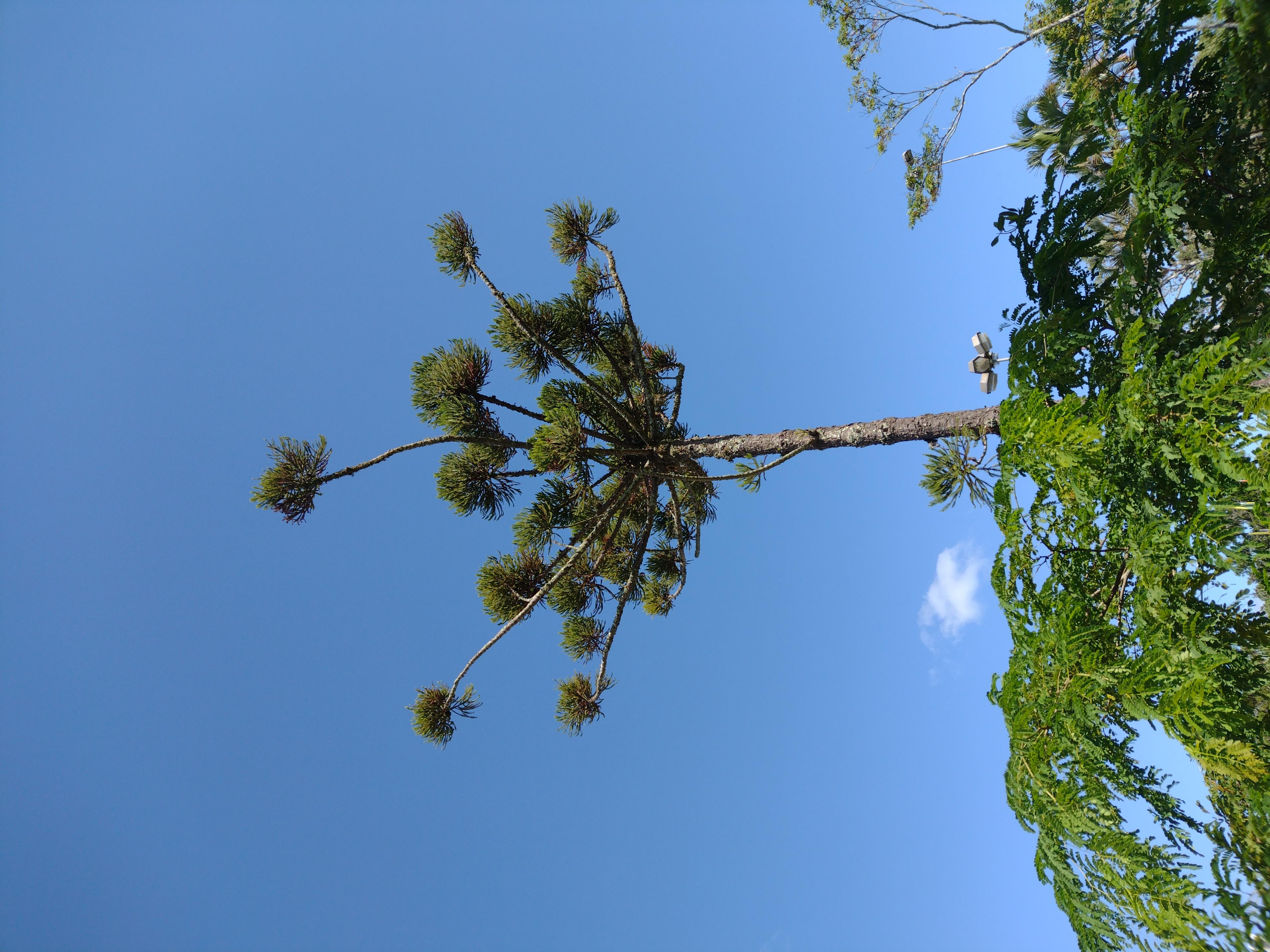 [13.049] Título: Araucária do litoral | Autor: Tiago Bini | Local: Em frente à Reitoria