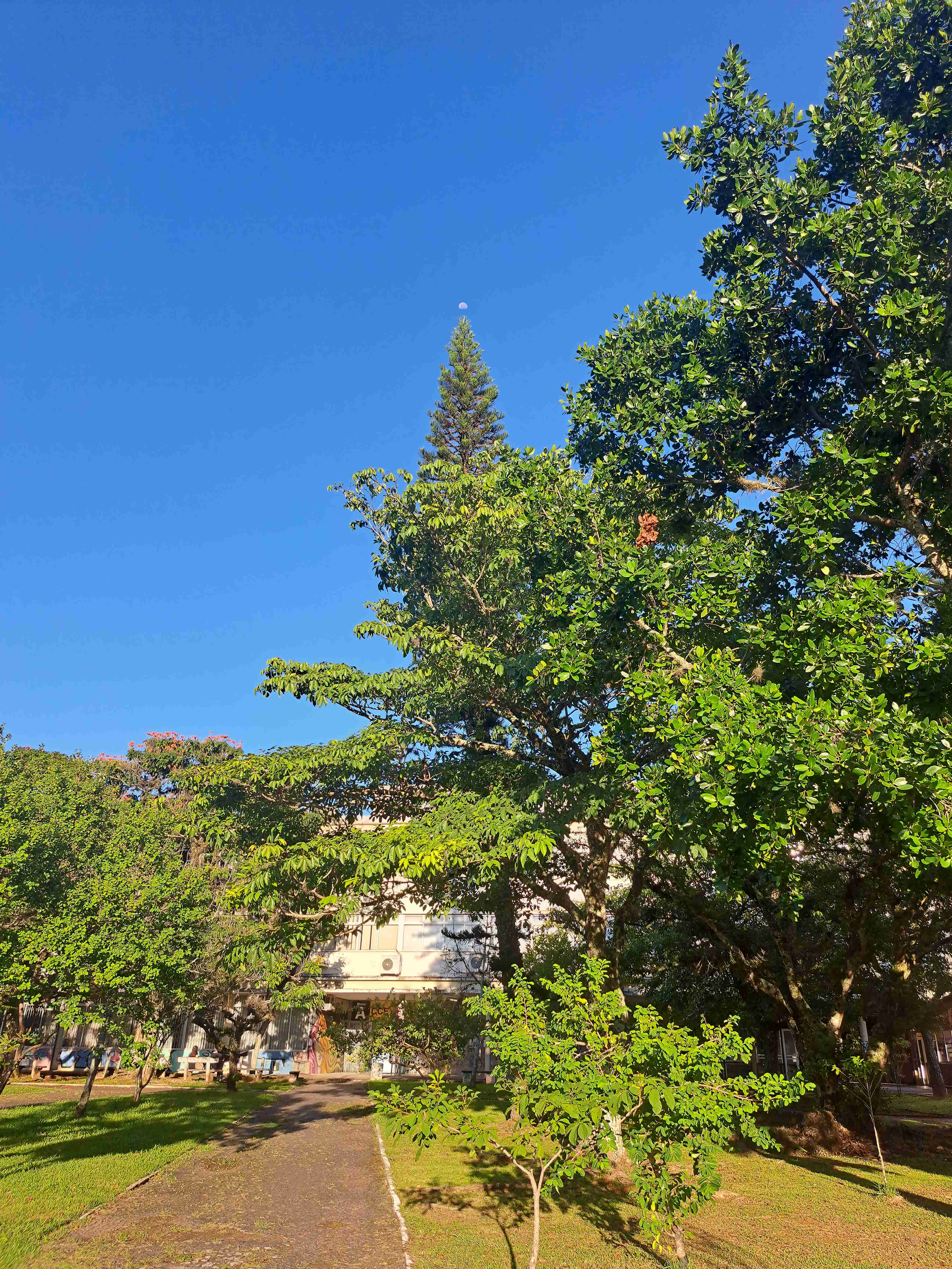 [14.050] Título: A árvore aponta para a lua | Autor: Marco Remuzzi | Local: Em frente ao CCE