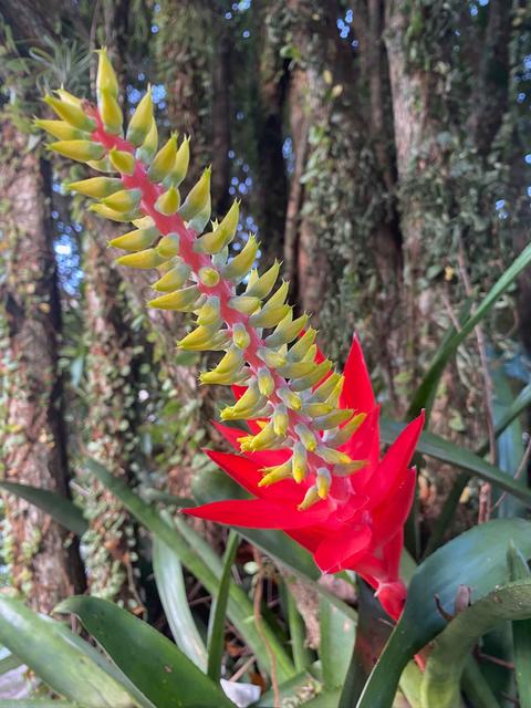 [17.061] Título: Flor, cores e afeto | Autor: Angel Benerman | Local: Bosque do CFH