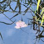 [17.062] Título: Flor na espontaneidade das águas | Autor: Angel Benerman | Local: Bosque do CFH
