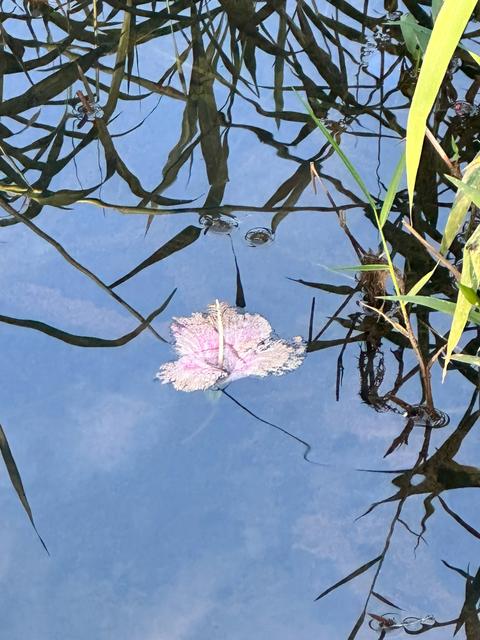 [17.062] Título: Flor na espontaneidade das águas | Autor: Angel Benerman | Local: Bosque do CFH