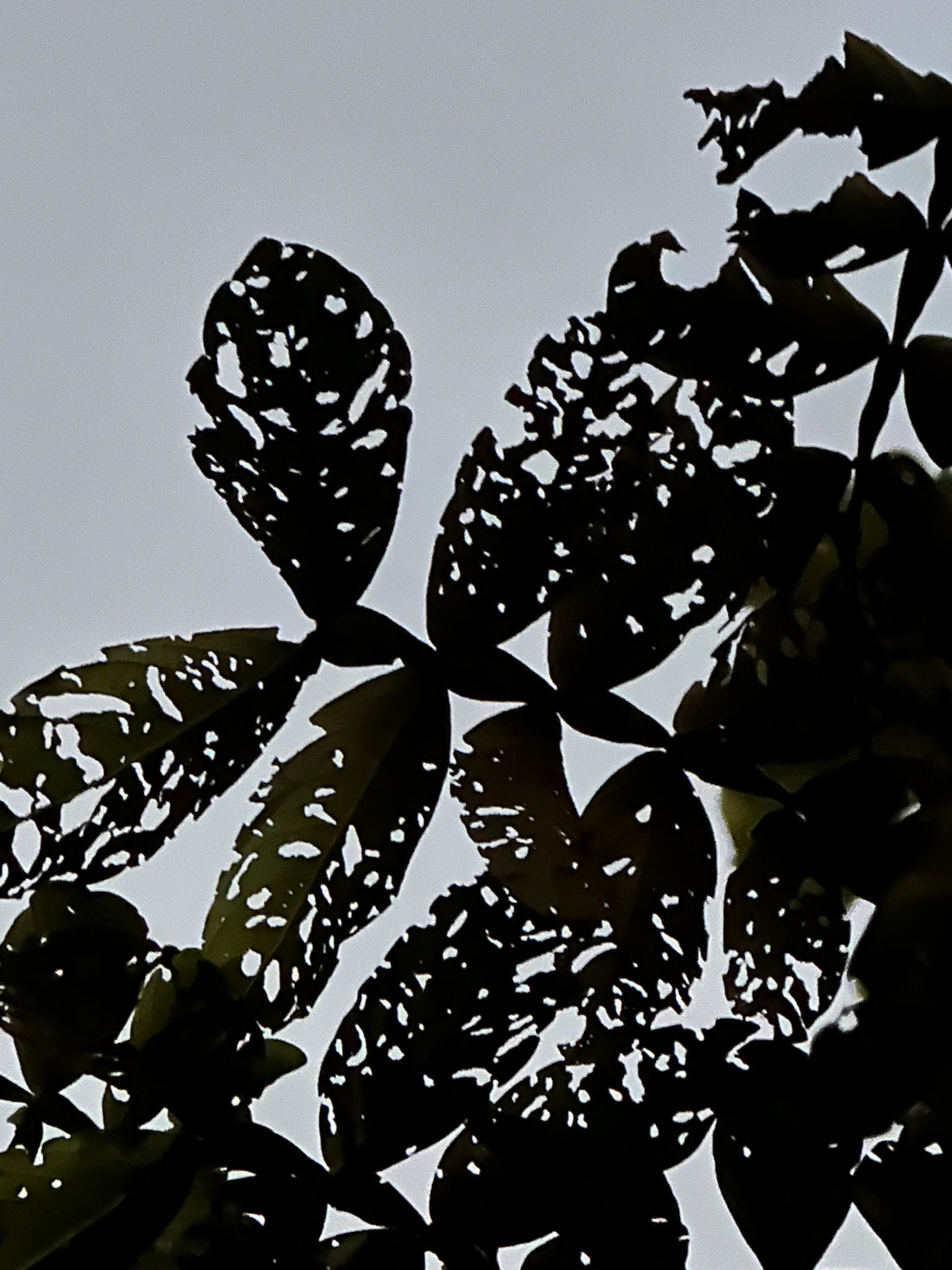 [17.064] Título: Arte natural das folhas | Autor: Angel Benerman | Local: Bosque do CFH