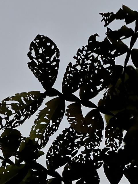 [17.064] Título: Arte natural das folhas | Autor: Angel Benerman | Local: Bosque do CFH