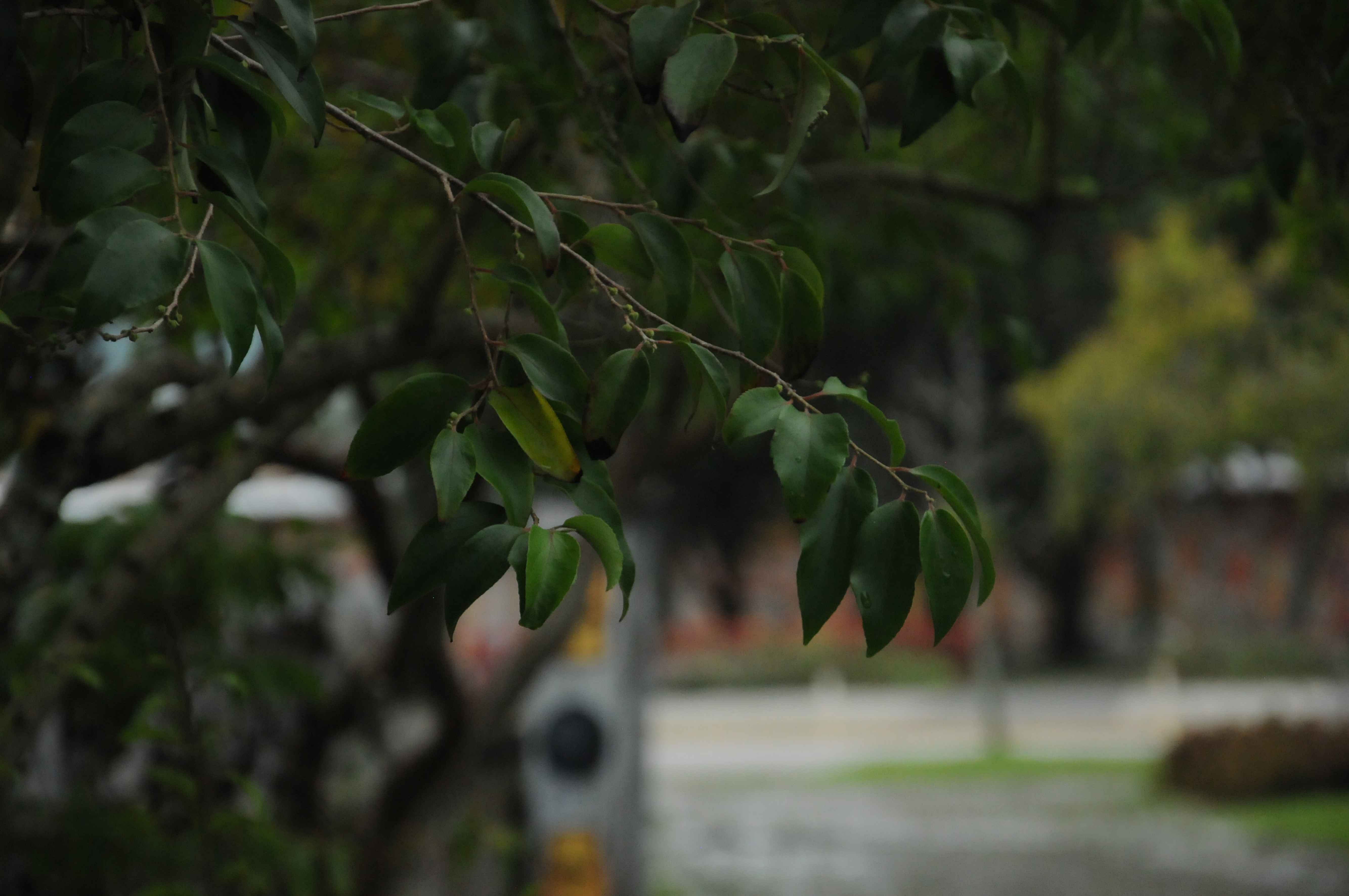 [19.073] Título: Verde Urbano | Autor: Verônica Bandini | Local: Rótula da BU