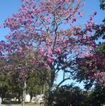 [20.085] Título: Botânica florida | Autor: Gabriely Goulart | Local: Dept. de Botânica