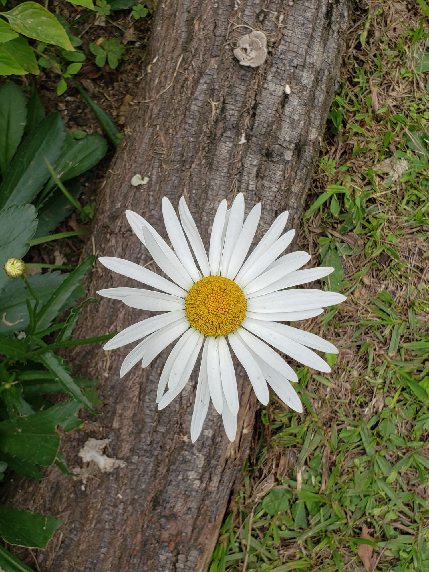 [20.086] Título: Margarida destacada | Autor: Gabriely Goulart | Local: Dept. de Botânica
