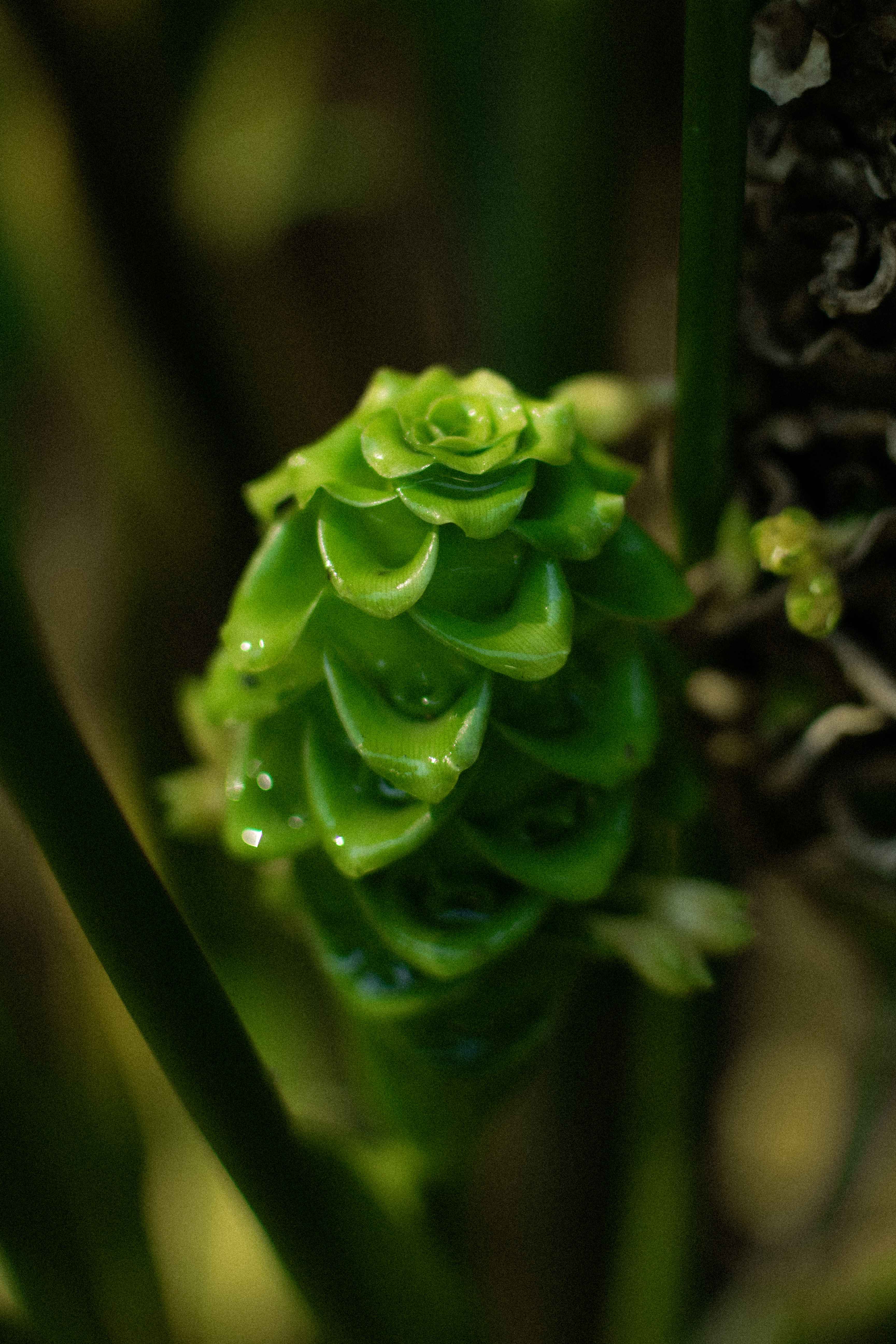 [22.095] Título: Natureza em detalhe 2 | Autor: Luísa Silva | Local: Dept. de Botânica