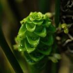 [22.095] Título: Natureza em detalhe 2 | Autor: Luísa Silva | Local: Dept. de Botânica