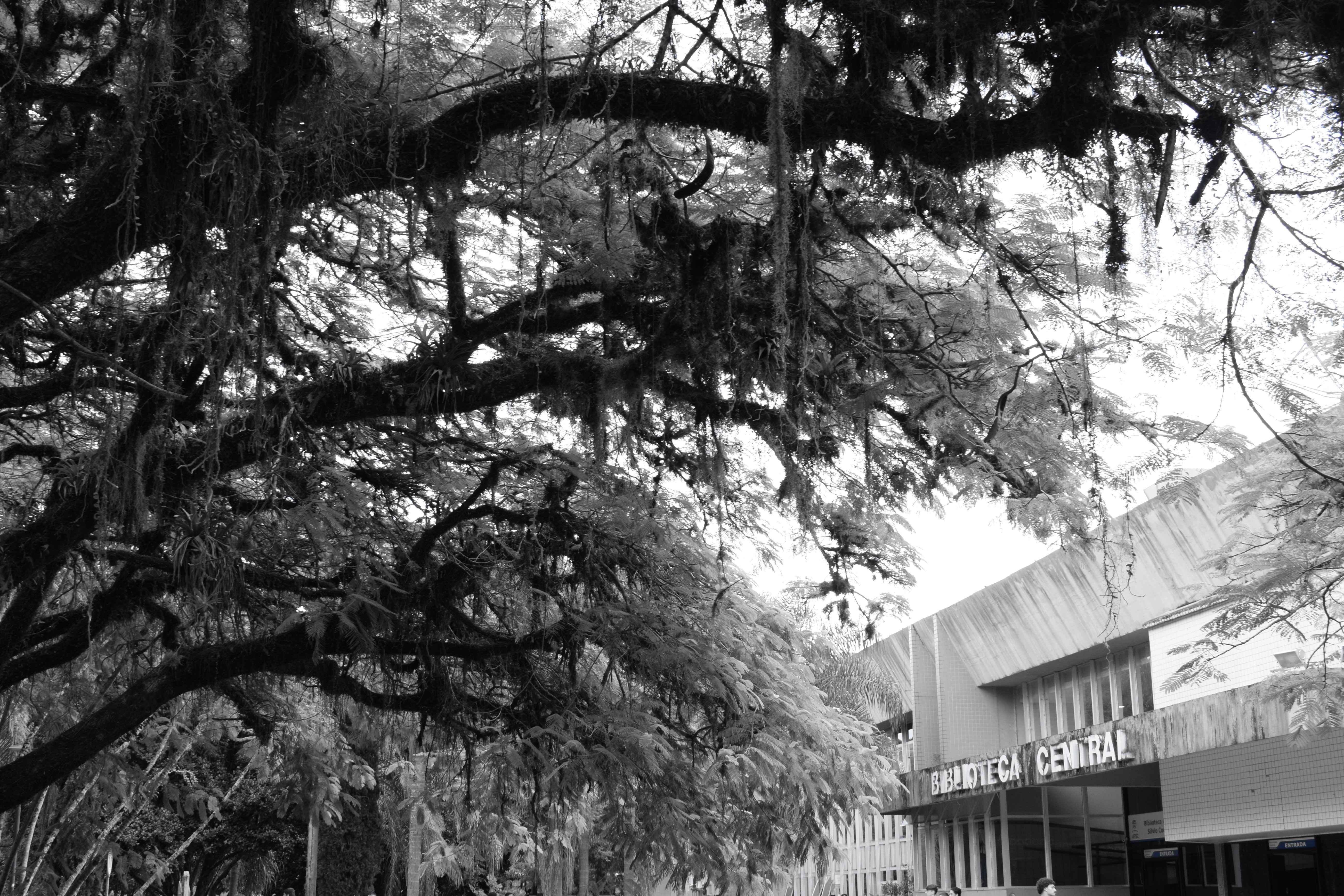 [24.102] Título: Conhecimento à Sombra | Autor: Carolina Barth | Local: BU, Trindade