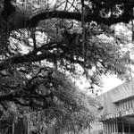 [24.102] Título: Conhecimento à Sombra | Autor: Carolina Barth | Local: BU, Trindade