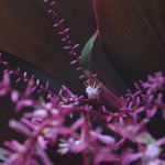 [25.105] Título: Flor de dracena vermelha | Autor: Heloisa Barni | Local: Dept. de Botânica