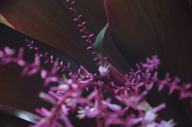 [25.105] Título: Flor de dracena vermelha | Autor: Heloisa Barni | Local: Dept. de Botânica
