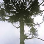 [25.111] Título: Araucária vista de baixo | Autor: Heloisa Barni | Local: Praça da Cidadania
