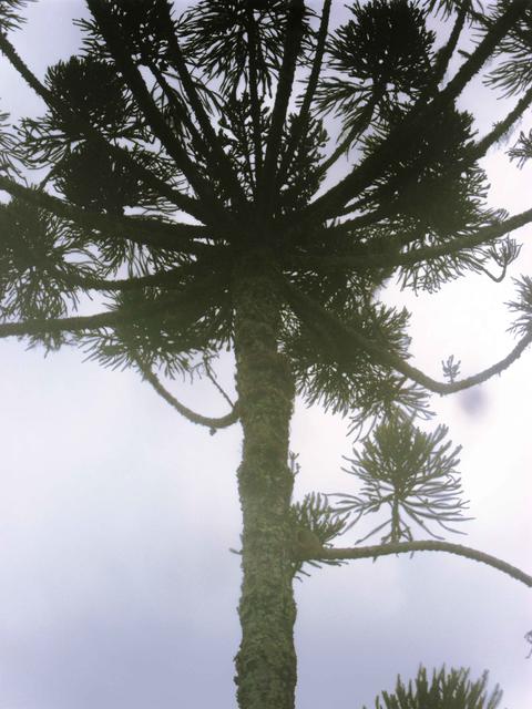 [25.111] Título: Araucária vista de baixo | Autor: Heloisa Barni | Local: Praça da Cidadania