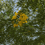 [26.117] Título: Flores amarelas | Autor: Janice Warsodikromo | Local: Bosque