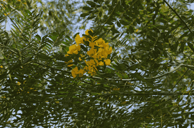 [26.117] Título: Flores amarelas | Autor: Janice Warsodikromo | Local: Bosque