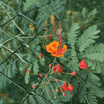 [26.118] Título: Flor crescendo na cerca | Autor: Janice Warsodikromo | Local: Entrada UFSC Carvoeira