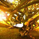 [28.132] Título: Ouro verde e conhecimento | Autor: Catarina Osoegawa | Local: Não identificado