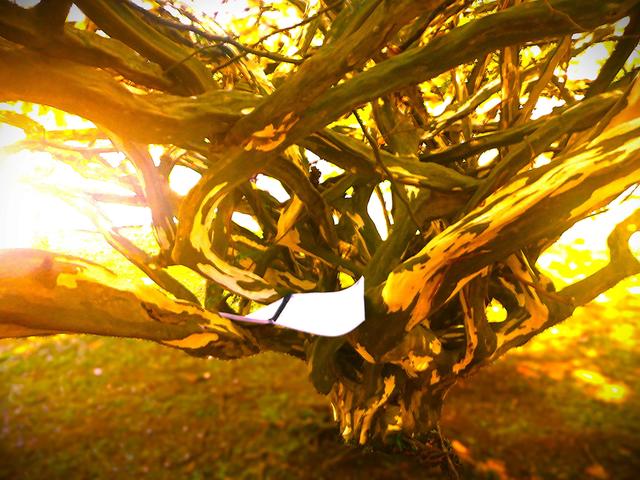 [28.132] Título: Ouro verde e conhecimento | Autor: Catarina Osoegawa | Local: Não identificado