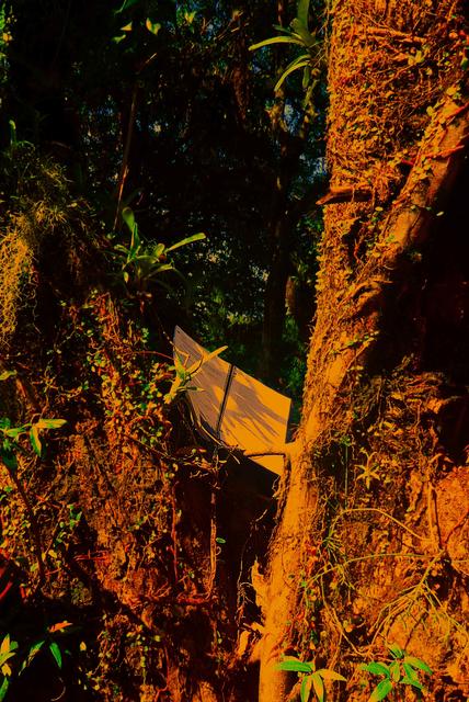 [28.133] Título: Consciência, paixão e proteção | Autor: Catarina Osoegawa | Local: Não identificado