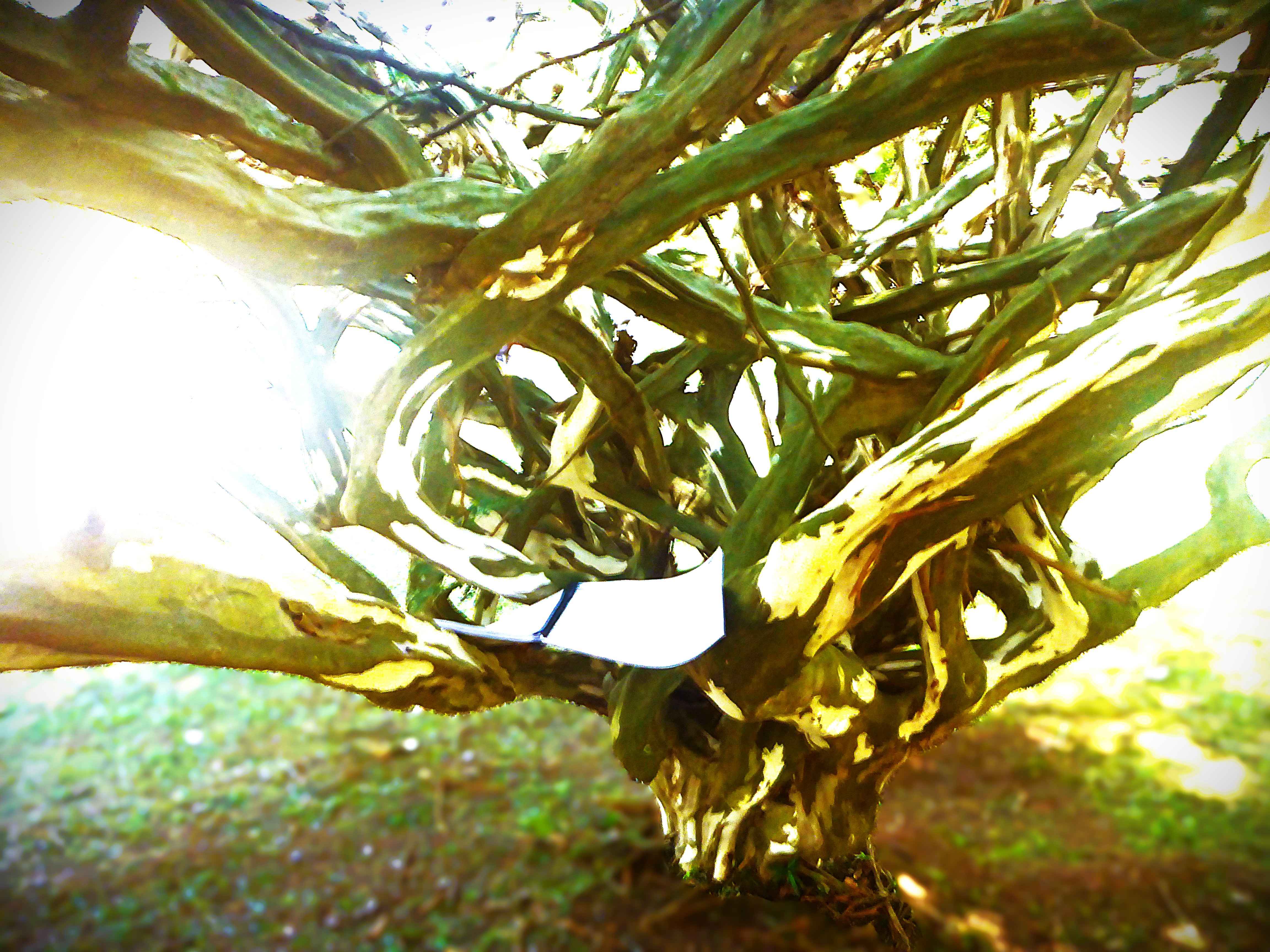 [28.136] Título: O abraço | Autor: Catarina Osoegawa | Local: Não identificado