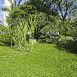 [30.178] Título: Cana-de-açúcar | Autor: Daniel Vasconcelos | Local: Passarela CSE-CCJ