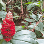 [30.180] Título: Planta ao lado da poça | Autor: Daniel Vasconcelos | Local: Passarela CSE-CCJ