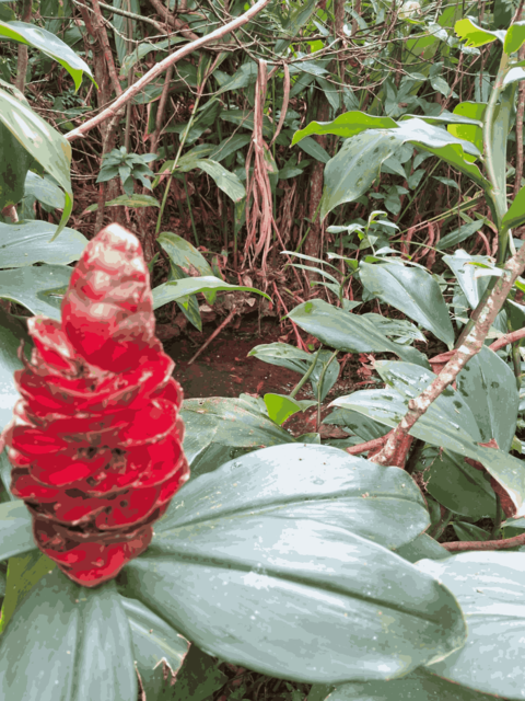 [30.180] Título: Planta ao lado da poça | Autor: Daniel Vasconcelos | Local: Passarela CSE-CCJ