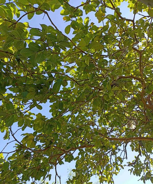 [34.150] Título: Sem título | Autor: Gabriela Roveda | Local: Não identificado