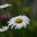 [35.166] Título: Margarida | Autor: Lauro Almeida | Local: Botânica