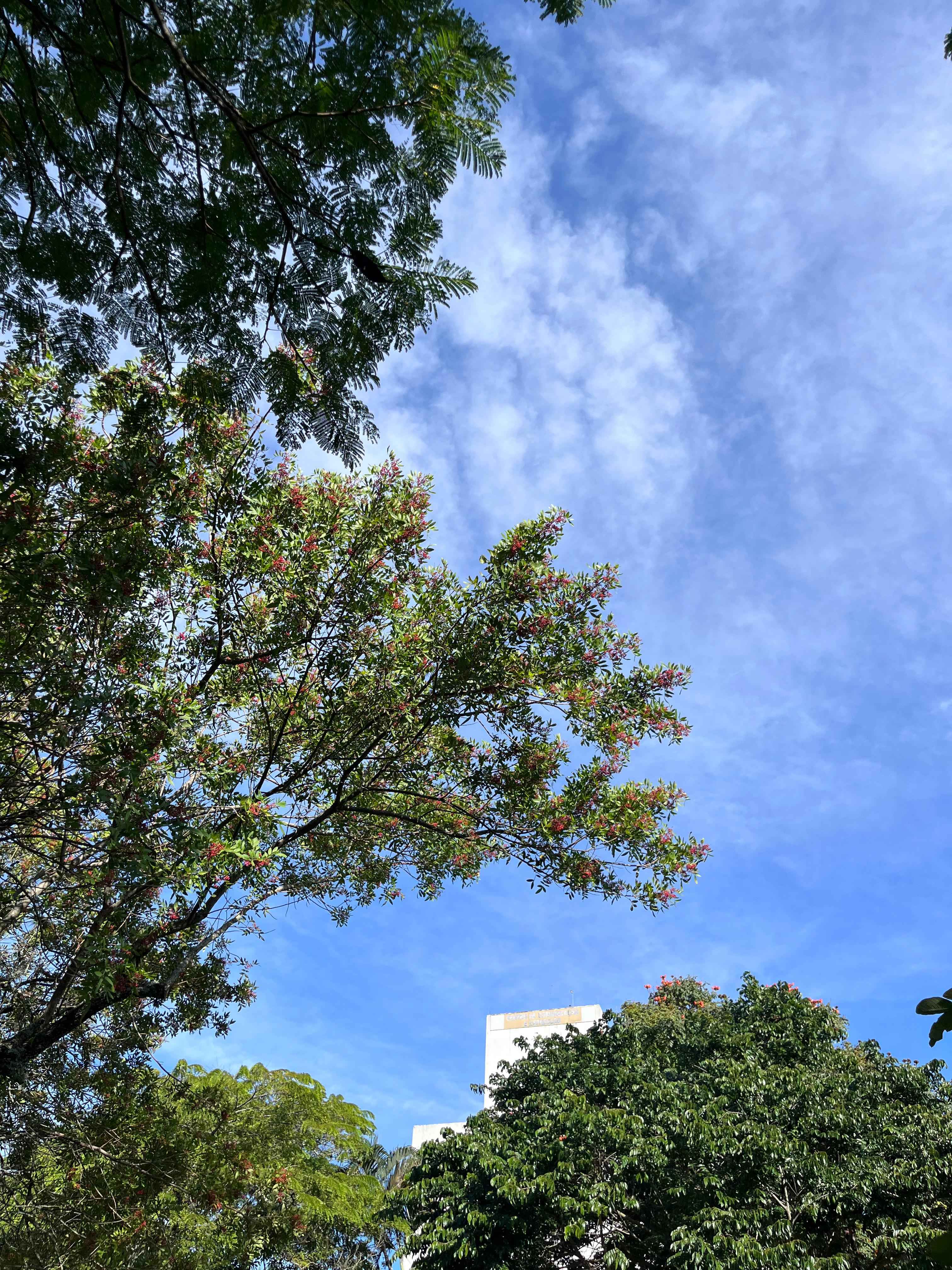 [37.173] Título: Árvores vistas de baixo | Autor: Giovanna Cruz | Local: Bloco D, CCE
