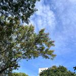 [37.173] Título: Árvores vistas de baixo | Autor: Giovanna Cruz | Local: Bloco D, CCE