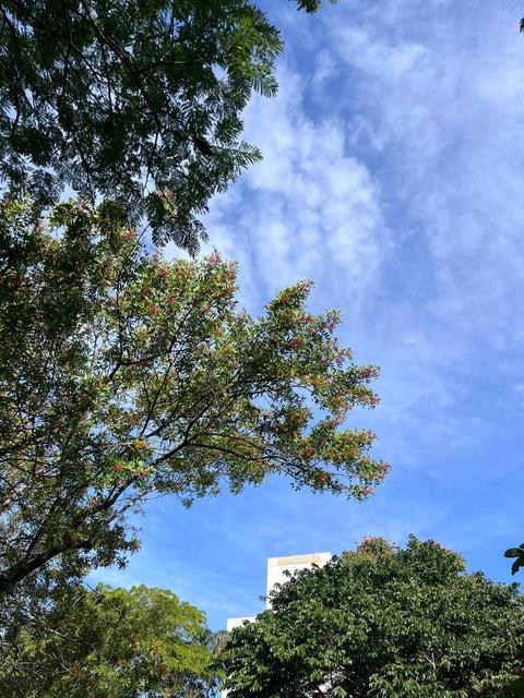 [37.173] Título: Árvores vistas de baixo | Autor: Giovanna Cruz | Local: Bloco D, CCE