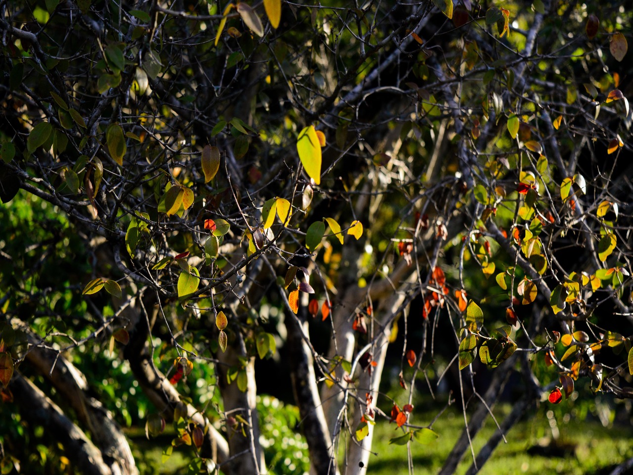 [38.184] Título: Sem título | Autor: Pedro Gimenez | Local: Bosque frente ao Colégio Aplicação