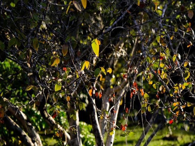 [38.184] Título: Sem título | Autor: Pedro Gimenez | Local: Bosque frente ao Colégio Aplicação