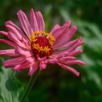[38.185] Título: Sem título | Autor: Pedro Gimenez | Local: Flores frente à lanchonete do CCE