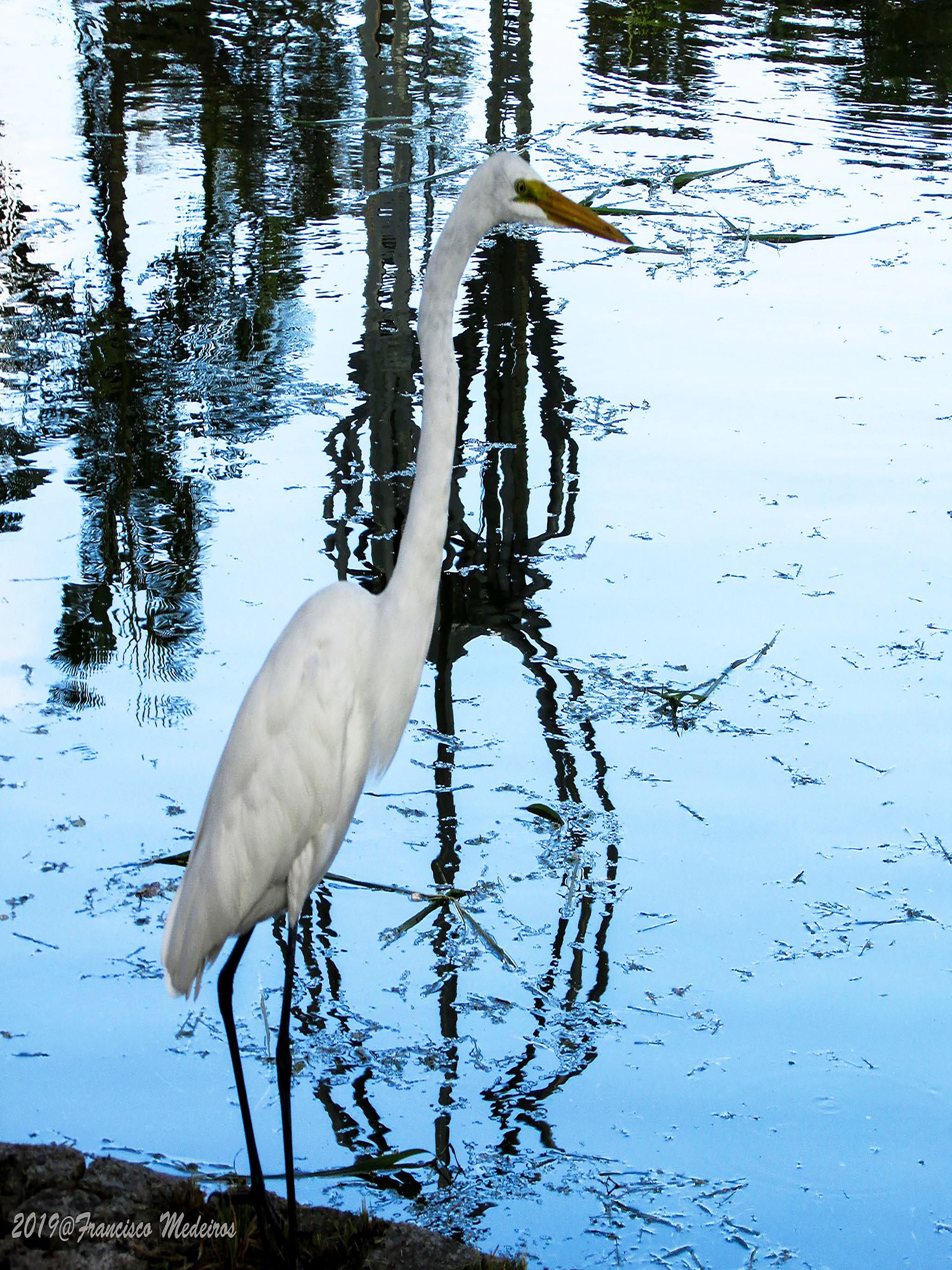 [07.021] Título: Garça e reflexo escultura Boitatá | Autor: Francisco Medeiros | Local: Lago ao lado do Centro de Eventos