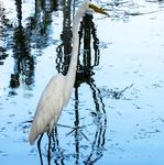 [07.021] Título: Garça e reflexo escultura Boitatá | Autor: Francisco Medeiros | Local: Lago ao lado do Centro de Eventos