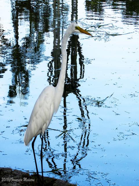 [07.021] Título: Garça e reflexo escultura Boitatá | Autor: Francisco Medeiros | Local: Lago ao lado do Centro de Eventos