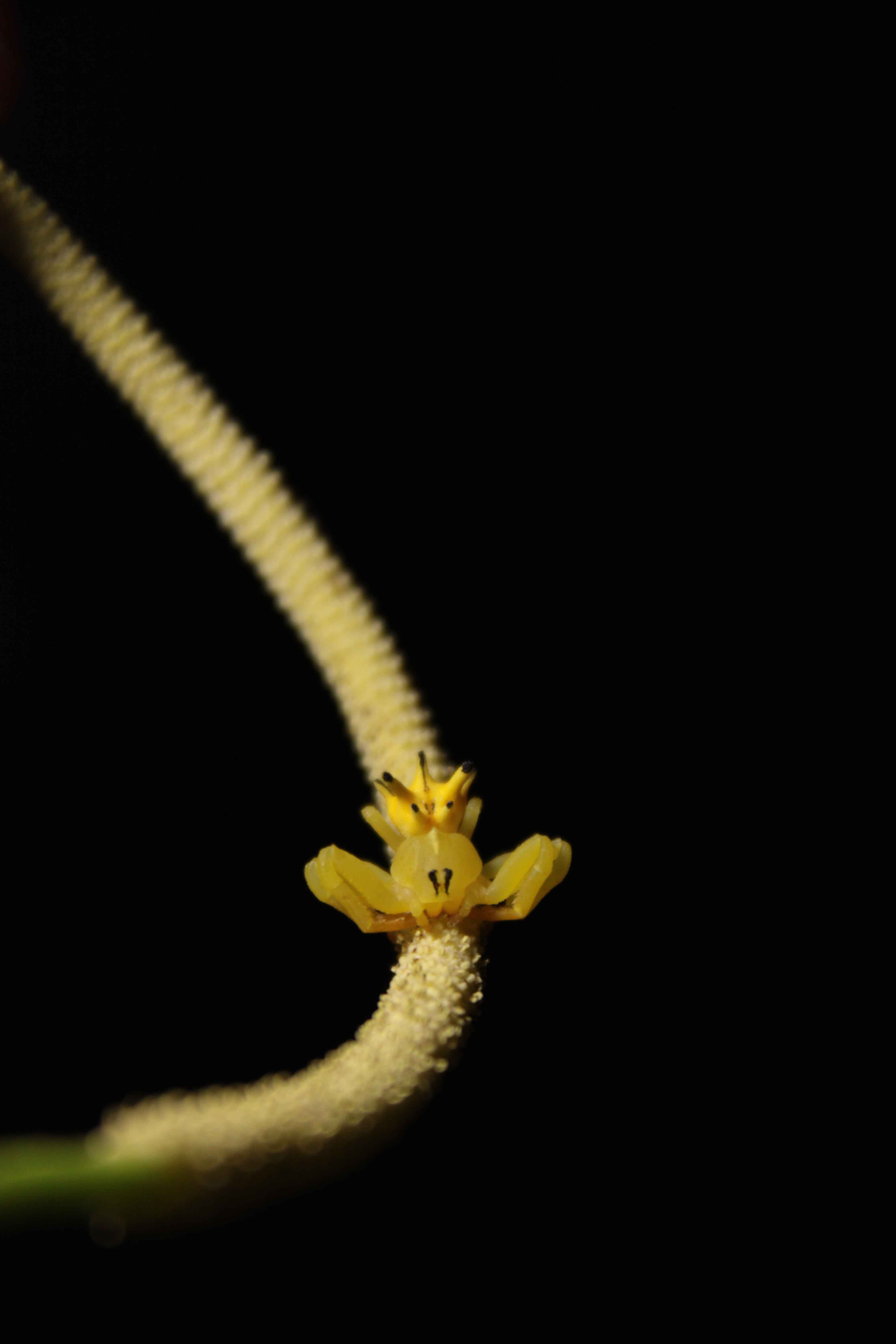 [06.010] Título: Aranha-caranguejo | Autor: Christian Gabriel | Local: UCAD-CCB