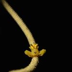 [06.010] Título: Aranha-caranguejo | Autor: Christian Gabriel | Local: UCAD-CCB