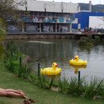 [18.066] Título: Eu acho que vi um patinho | Autor: Audrey Schmitz | Local: Laguinho perto do Centro de Eventos