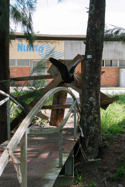[22.096] Título: Natureza em detalhe 3 | Autor: Luísa Greggio | Local: Em frente ao NUMA, UFSC Trindade