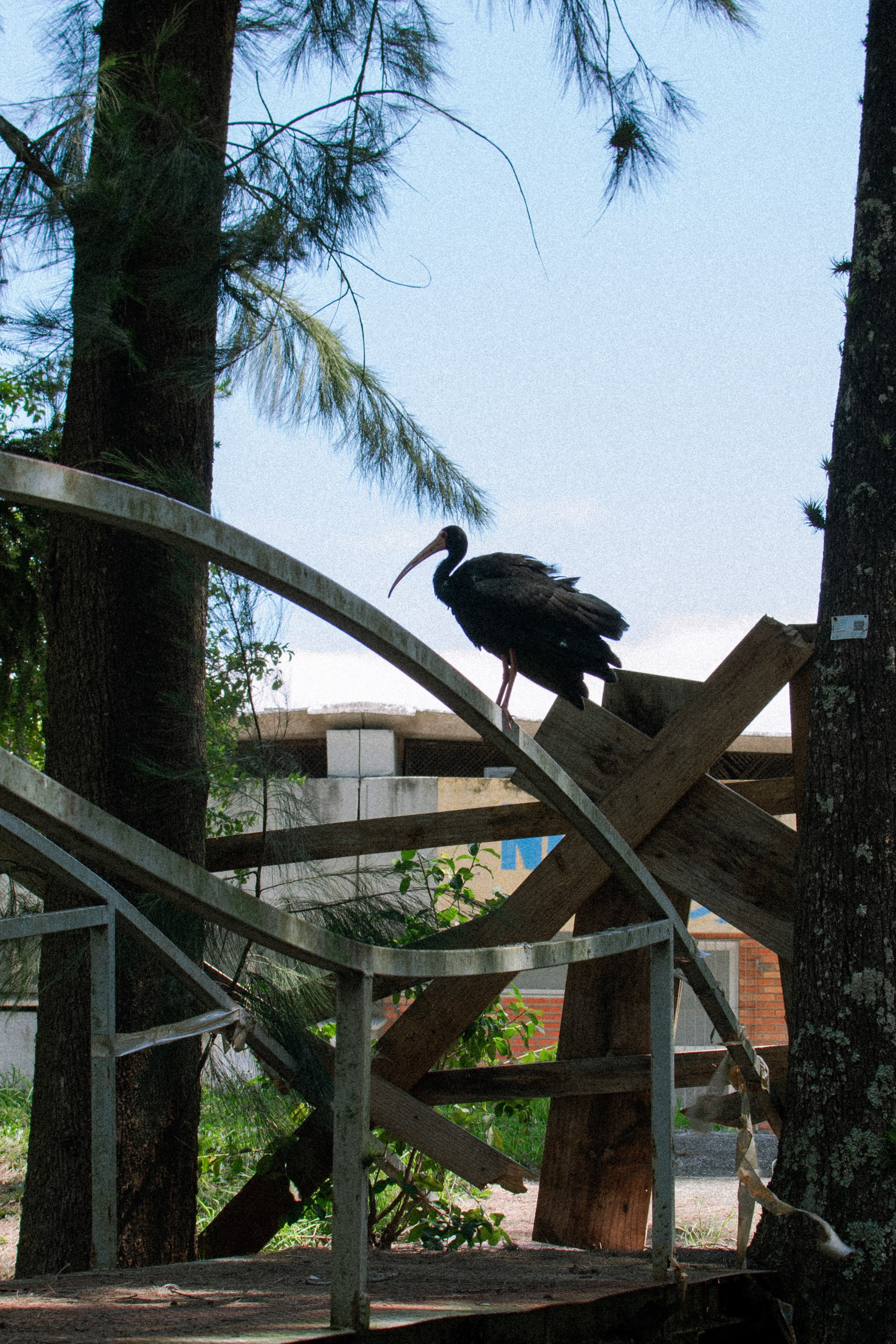 [22.097] Título: Natureza em detalhe 4 | Autor: Luísa Greggio | Local: Em frente ao NUMA, UFSC Trindade
