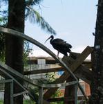 [22.097] Título: Natureza em detalhe 4 | Autor: Luísa Greggio | Local: Em frente ao NUMA, UFSC Trindade