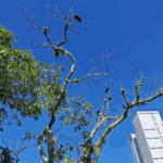 [30.139] Título: Maçarico-preto em árvore | Autor: Daniel Vasconcelos | Local: Próx. ao córrego entre CCE e EFI