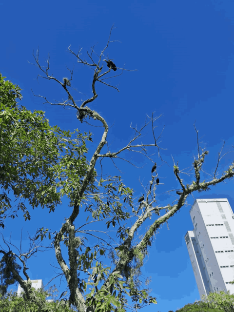 [30.139] Título: Maçarico-preto em árvore | Autor: Daniel Vasconcelos | Local: Próx. ao córrego entre CCE e EFI