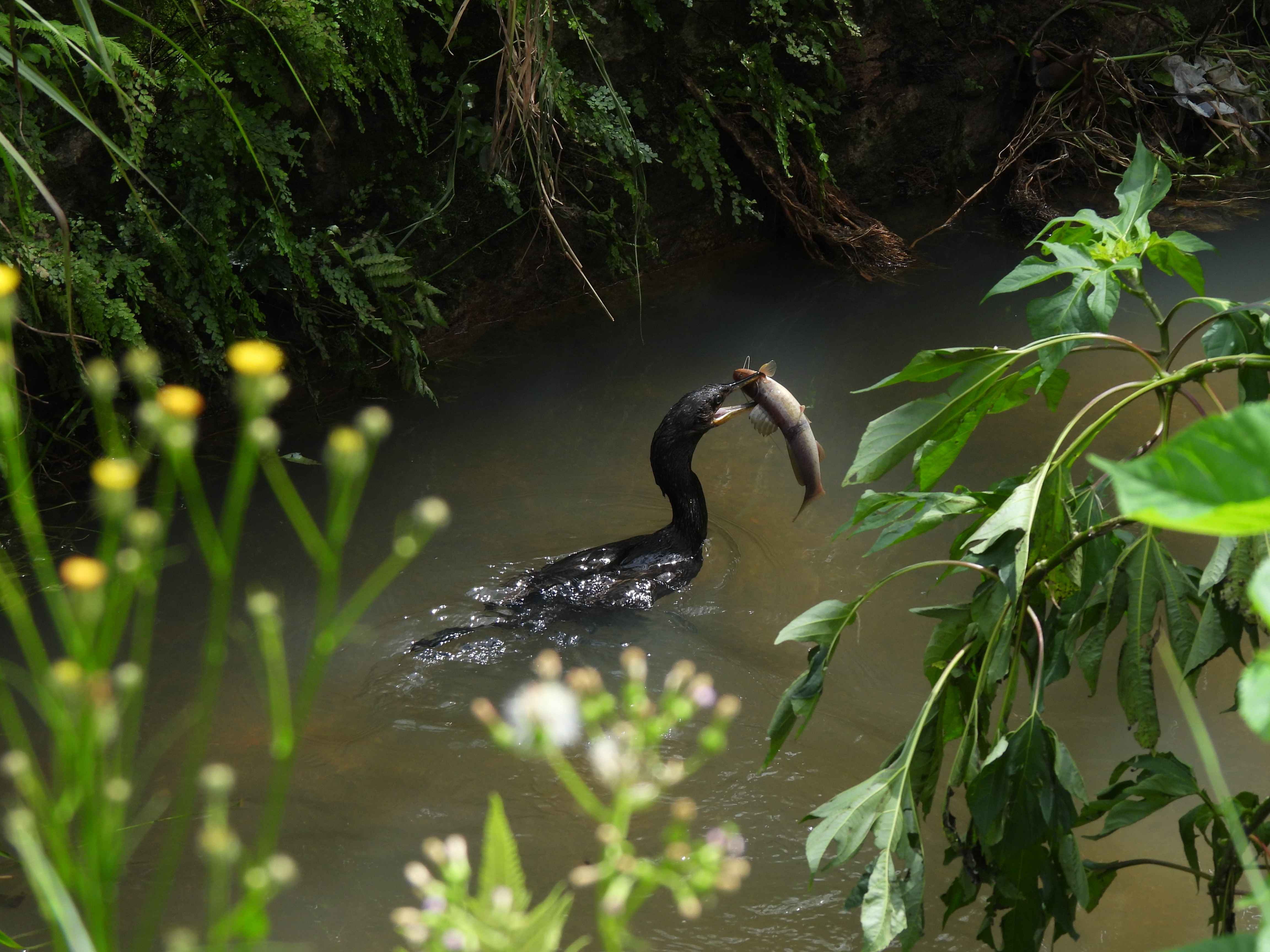 [35.161] Título: Biguá | Autor: Lauro Almeida | Local: Atrás do ginásio das piscinas