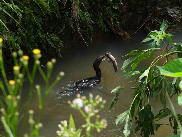 [35.161] Título: Biguá | Autor: Lauro Almeida | Local: Atrás do ginásio das piscinas